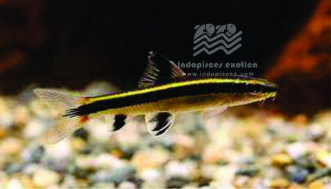 Epalzeorhynchus Kalopterus